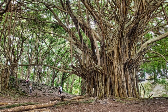 ancient-banyan-big-island-hawaii-james-brandon